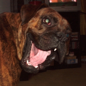 Happy dog