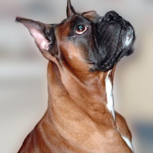 Portrait of Timber