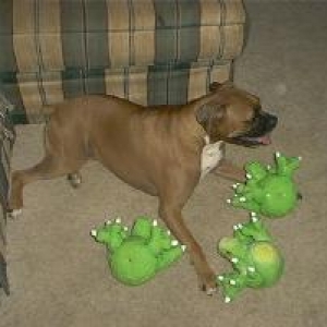 Ginger and the "Pokemons"