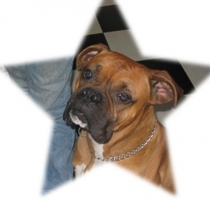 sassy the star