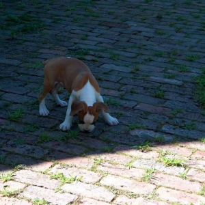 Duce at 8 wks. old