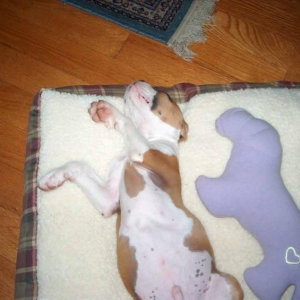 Duce sleeping