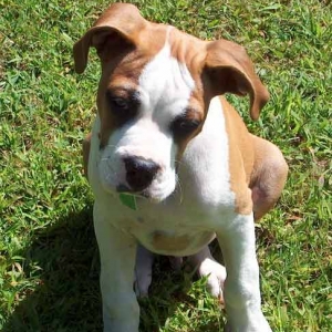 Duce outside