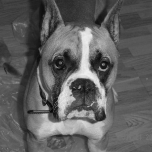 Tyson_in_B_W