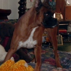 Timber Slays the pig (again).