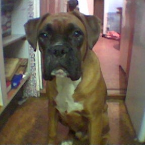 Awww where's my chicken daddy?