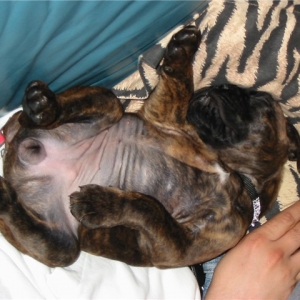 Typical Boxer Position