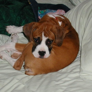 Curled up and ready for Bed