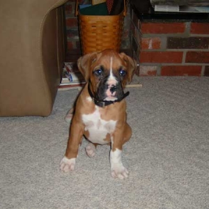 My first Boxer named Bo
