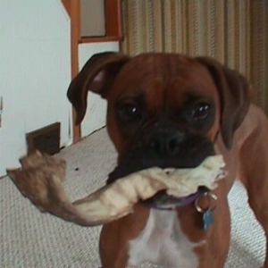 my_chew_toy!