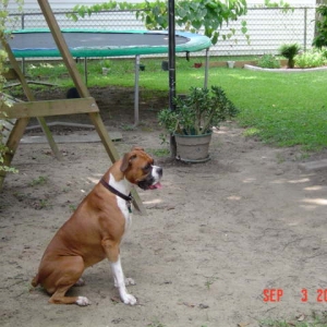 Reba