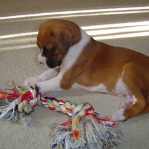 First tug rope