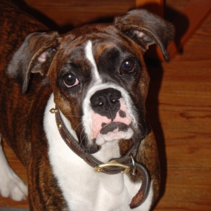 Beautiful Puppy
