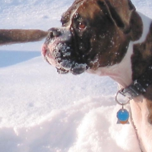 Winter Boxer