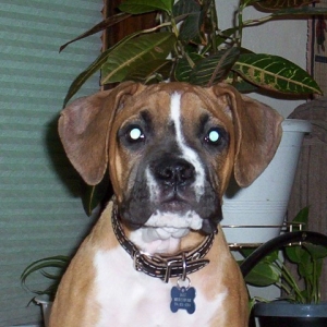 Jake