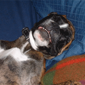 Happy puppy!