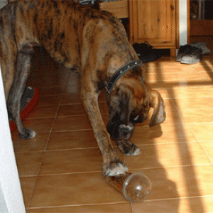 "Mc (kibble)-shaker"!