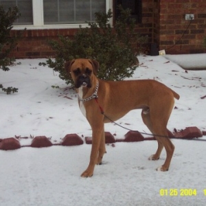 snow7