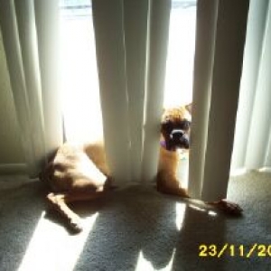 Roxy in the blinds