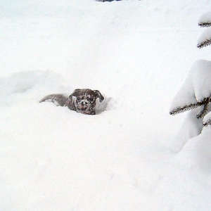Snow Day!