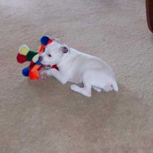 favorite toy