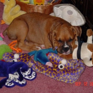 Find the Puppy