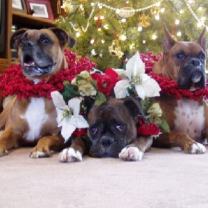 Three Rescues do it again