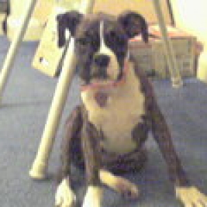 Ms Brandi