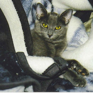 My Silver Bella