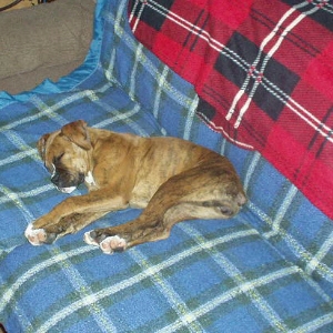 Josie
