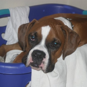 Boxer in a basket!