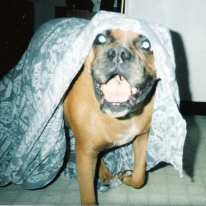 Orson Boo!