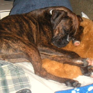 Fenway with his bear
