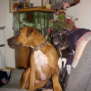 My Boys