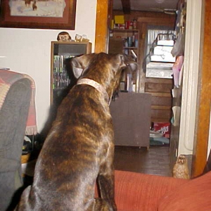 I know hes gonna pounce on me