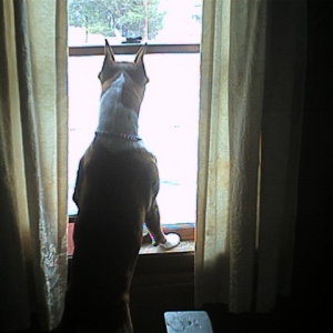 Security System Extraordinaire