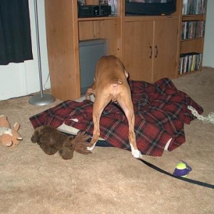 Boxer Bum!