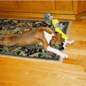 Boxer stretch