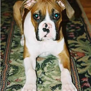 My rug!