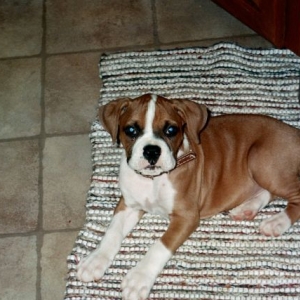 Boomer 10wks