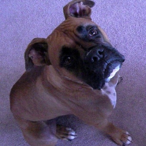 Rosco