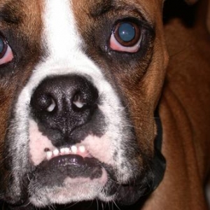 Hadley's Bulldog Impression