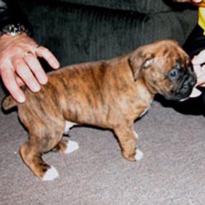 Odi at 4 weeks