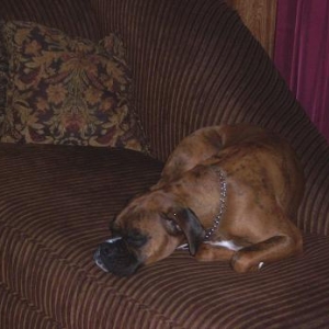 Doggy Dreaming