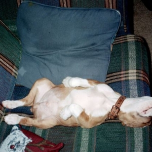 Aaaaah the life of a boxer