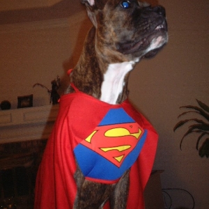 Storm the Superdog