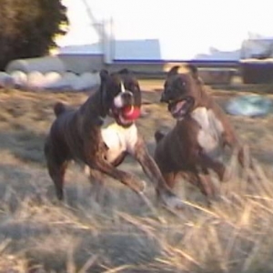 Kodi and Ruby