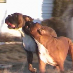 Ruby and Kodi