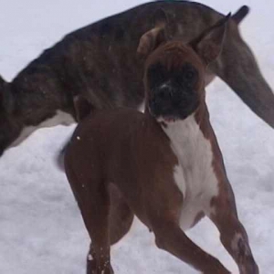 Ruby playing
