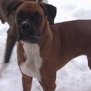 rubysnow